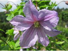 Clematis viticella Emilia Plater Клематис фиолетовый Эмилия Платер 3 (сильная) 2 ltr &#8364; 6,04 453,21р..jpg