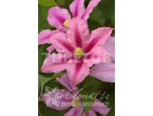 Clematis hybriden Rosamunde Клематис гибридный Розамунда 2 (слабая) 2 ltr &#8364; 6,57 492,58р..jpg