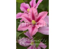 Clematis hybriden Rosamunde    2 () 2 ltr &#8364; 6,57 492,58..jpg