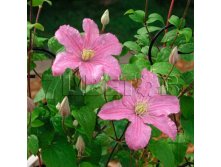 Clematis hybriden Comtesse de Bouchaud Клематис гибридный Комтесс де Бушо 3 (сильная) 2 ltr &#8364; 6,04 453,21р..jpg