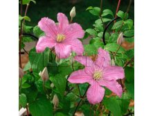 Clematis hybriden Comtesse de Bouchaud      3 () 2 ltr &#8364; 6,04 453,21..jpg