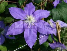 Clematis hybriden Lasurstern Клематис гибридный Лазурштерн 2 (слабая) 2 ltr &#8364; 6,04 453,21р..jpg