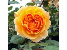 Rosa park Crown Princess Margareta.jpg