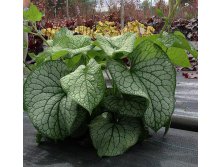 Brunnera macrophylla Alexander's Great.jpg