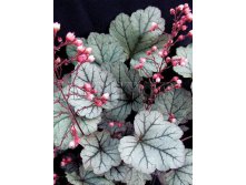 Heuchera Silver Blush Гейхера Сильвер Блаш &#8364; 2,19 159,87руб..jpg