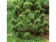 92.  Pinus mugo pumilio.jpg