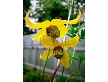 Clematis tangutica Helios Клематис тангутский Гелиус 3-2 (скорее сильная) 2 ltr &#8364; 6,04 453,21р..jpg