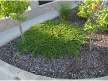 86,7.  Juniperus horizontalis Prince of Wales_P9 15-20.jpg