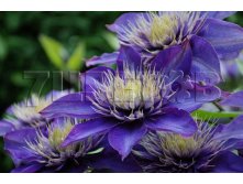 Clematis hybriden Multi Blue     2 () 2 ltr &#8364; 6,04 453,21..jpg