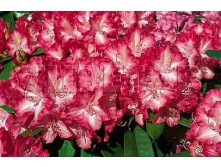 Rhododendron hybrida Sternzauber    -24C 5 ltr 25-30 &#8364; 16,37 1 228,05..jpg