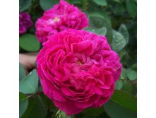 Rosa park Rose De Resht.jpg