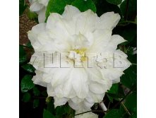 Clematis hybriden Isago Клематис гибридный Исаго 2 (слабая) 2 ltr &#8364; 6,57 492,58р..jpg