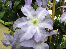 Clematis hybriden Lech Walesa Клематис гибридный Лех Валенса 2 (слабая) 2 ltr &#8364; 6,57 492,58р..jpg