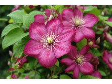 Clematis hybriden Ville de Lyon Клематис гибридный Вилли де Лион 3 (сильная) 2 ltr &#8364; 6,04 453,21р..jpg