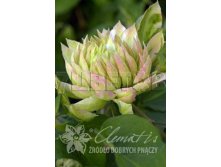 Clematis hybriden Sen-no-Kaze Клематис гибридный Сен-но-Казе 2 (слабая) 2 ltr &#8364; 6,57 492,58р..jpg
