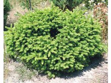 165,9.  Picea abies Maxwellii_P10,5 rond.jpg