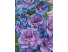 Delphinium elatum Wishful Thinking     &#8364; 2,87 209,51..jpg