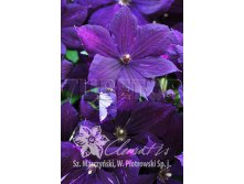 Clematis hybriden Negritianka Клематис гибридный Негритянка 3 (сильная) 2 ltr &#8364; 6,04 453,21р..jpg