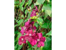 Clematis hybriden Rouge Cardinal Клематис гибридный Рудж Кардинал 3 (сильная) 2 ltr &#8364; 6,04 453,21р..jpg