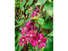 Clematis hybriden Rouge Cardinal     3 () 2 ltr &#8364; 6,04 453,21..jpg