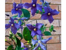 Clematis integrifolia x durandii Клематис цельнолистный дуранди 3 (сильная) 2 ltr &#8364; 6,04 453,21р..jpg