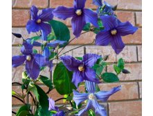 Clematis integrifolia x durandii    3 () 2 ltr &#8364; 6,04 453,21..jpg