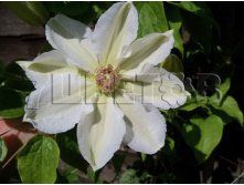 Clematis hybriden Mrs George Jackman Клематис гибридный Миссис Джордж Джекмэн 2 (слабая) 2 ltr &#8364; 6,04 453,21р..jpg