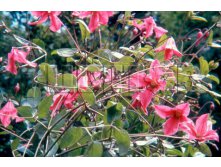 Clematis integrifolia x diversifolia Heather Herschell Клематис цельнолистный Хетер Хершелл 3 (сильная) 2 ltr &#8364; 6,04 453,21р..jpg