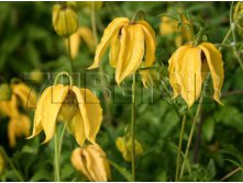 Clematis tangutica Lambton Park Клематис тангутский Лембтон Парк 3-2 (скорее сильная) 2 ltr &#8364; 6,04 453,21р..jpg