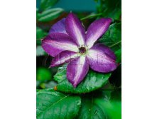 Clematis viticella Venosa Violacea Клематис фиолетовый Веноза Виолацеа 3 (сильная) 2 ltr &#8364; 6,04 453,21р..jpg