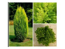 83,5.  Chamaecyparis lawsoniana Ellwood's Gold_P9 20-25.jpg