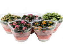 Каланхое Календива микс 5цв. 23х23. 469,17 руб.jpg