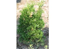 107,8.  Thuja occidentalis Konfettii_P10.5.jpg