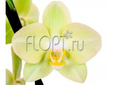 Фаленопсис Амадэус 2ств. 12х40. 648,2 руб.jpg