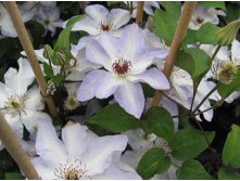 Clematis hybriden Ivan Olsson Клематис гибридный Иван Олссон 2 (слабая) 2 ltr &#8364; 6,04 453,21р..jpg
