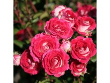 Rosa floribunda Sch&#246;ne Koblenzerin.jpg