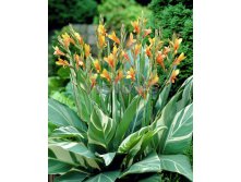 Canna StuttgartКанна Штутгарт &#8364; 0,84 61,32 &#8381;.jpg