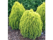 92.  Thuja orientalis Aurea Nana.jpg