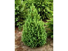 81,4.  Picea glauca Conica_P9.jpg