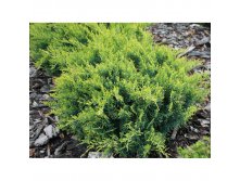 102,5.  Juniperus virginiana Golden Spring.jpg