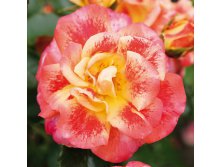 Rosa floribunda Airbush.jpg