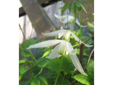 Clematis alpina Riga Клематис альпийский Рига 1 (без обрезки) 2 ltr &#8364; 6,04 453,21р..jpg