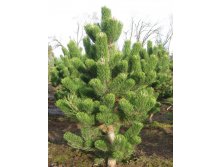 403,5.  Pinus nigra Oregon Green ( 1,5)