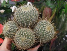 mammillaria celsiana