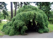  canadensis Pendula 30-40cm C3/5-23,18