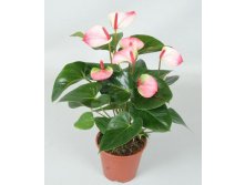    Anthurium amalia Elegance (1).jpg