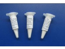 Закваска для сыра Чеддер (Lactococcus lactis subsp. lactis, Lactococcus lactis subsp. cremoris), на 10 л молока, флакон-пробник.jpg