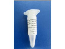 Brevi bacterium linens (Красная плесень для сыров с мытой коркой), флакон-пробник на 10л раствора.jpg