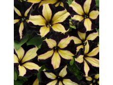  Chameletunia Black Yellow Striped