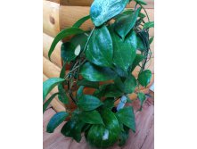 Hoya Macrophylla splash